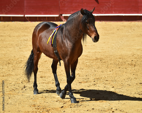 caballo marron español