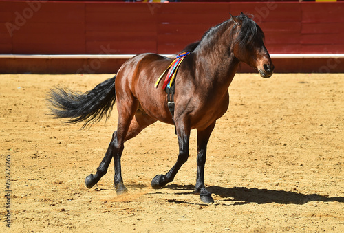horse in spain © alberto