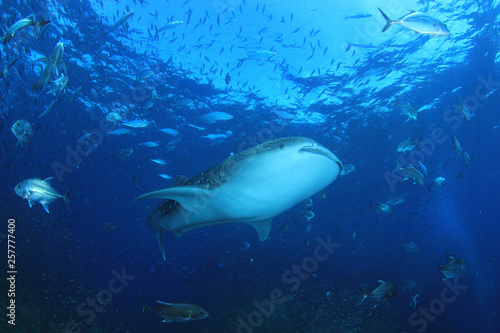 Fototapeta Naklejka Na Ścianę i Meble -  Whale Shark and Trevally fish at Richelieu Rock in Thailand 