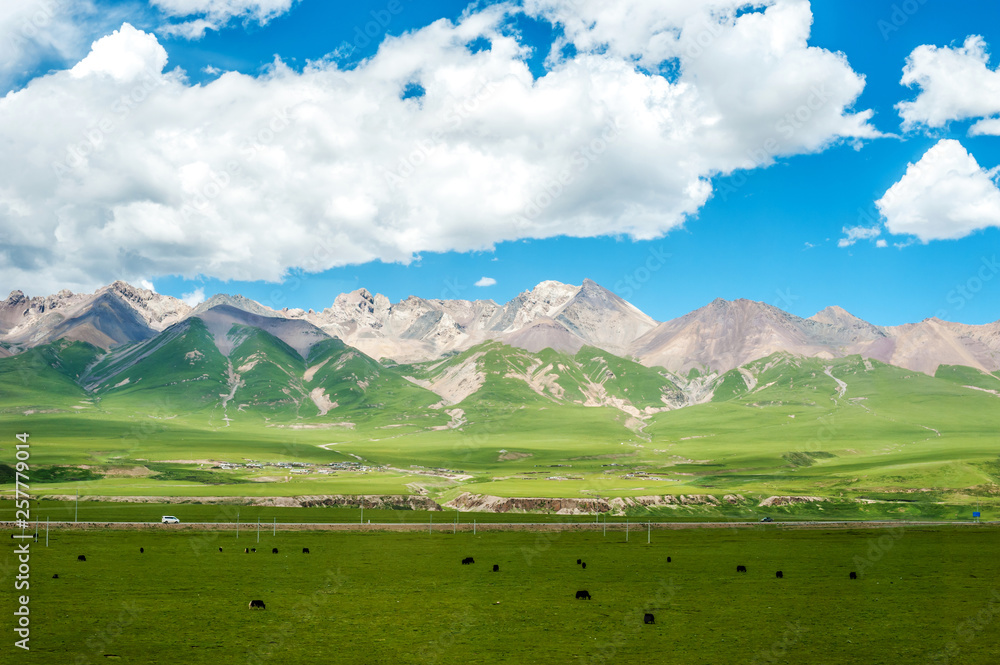 aqu Qiangtang Plateau Ranch Scenery, Tibet, China