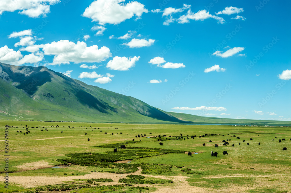 Fototapeta premium aqu Qiangtang Plateau Ranch Scenery, Tibet, China