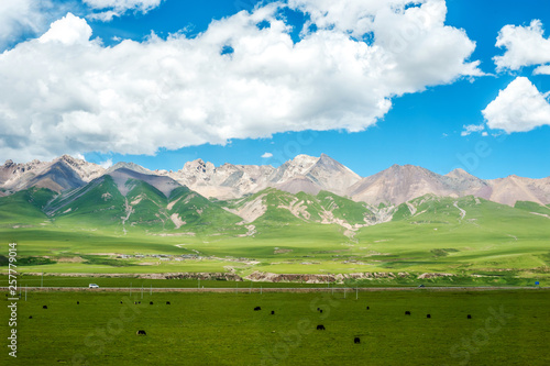 aqu Qiangtang Plateau Ranch Scenery, Tibet, China