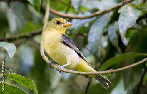 Close up view of a scarlet tanager (Piranga olivacea) female photo