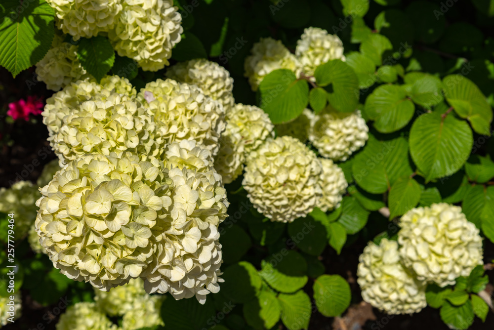 Full bloom of viburnum plicatum, also known as Japanese snowball flowers ( oodemari ) in springtime sunny day at Ashikaga Flower Park, Tochigi prefecture, Famous travel destination in Japan Full bloom of viburnum plicatum, also known as Japanese snowball flowers ( oodemari ) in springtime sunny day at Ashikaga Flower Park, Tochigi prefecture, Famous travel destination in Japan