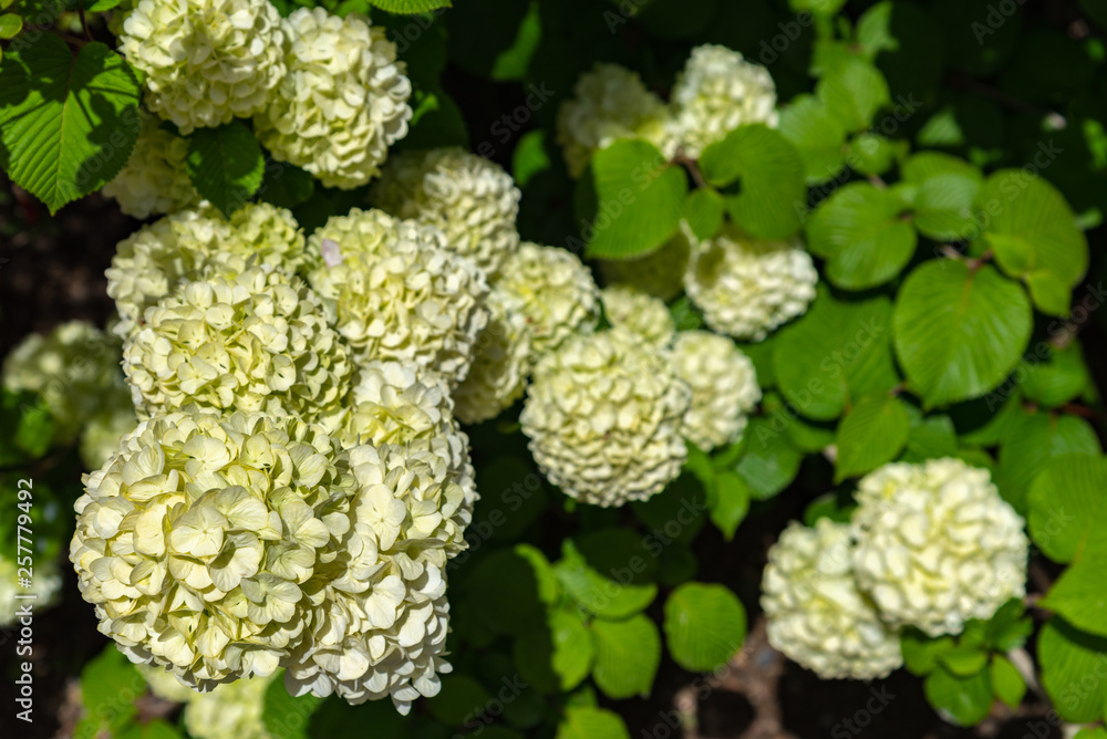 Full bloom of viburnum plicatum, also known as Japanese snowball flowers ( oodemari ) in springtime sunny day at Ashikaga Flower Park, Tochigi prefecture, Famous travel destination in Japan Full bloom of viburnum plicatum, also known as Japanese snowball flowers ( oodemari ) in springtime sunny day at Ashikaga Flower Park, Tochigi prefecture, Famous travel destination in Japan