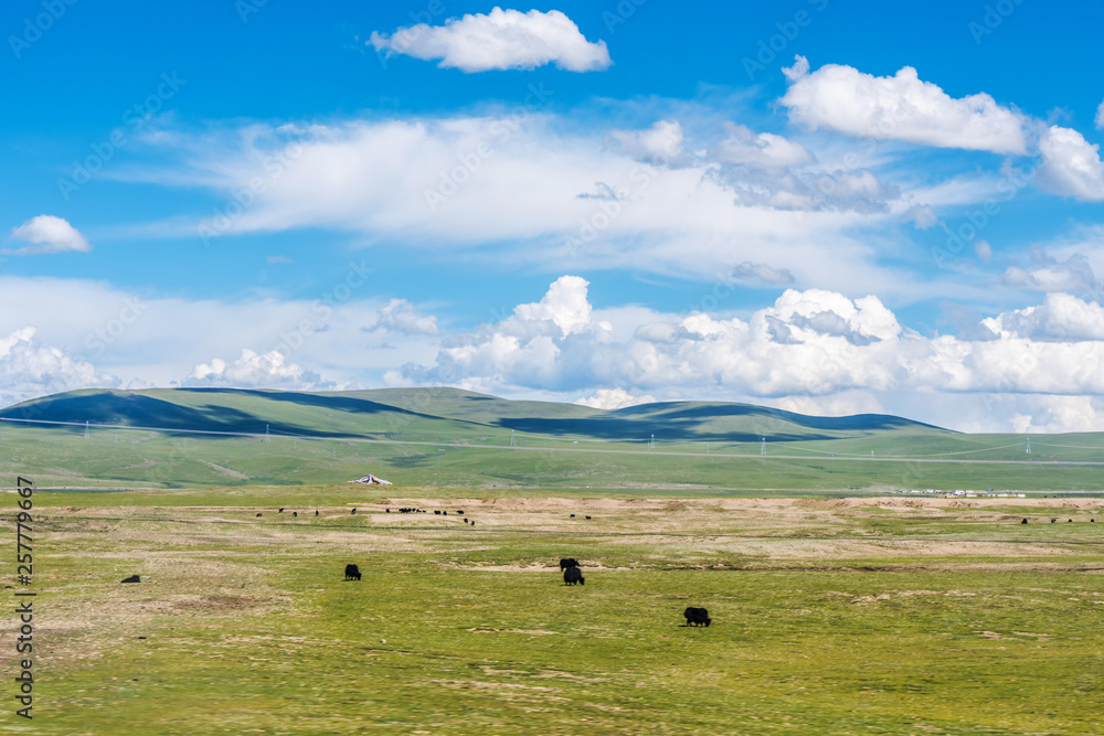 aqu Qiangtang Plateau Ranch Scenery, Tibet, China aqu Qiangtang Plateau Ranch Scenery, Tibet, China