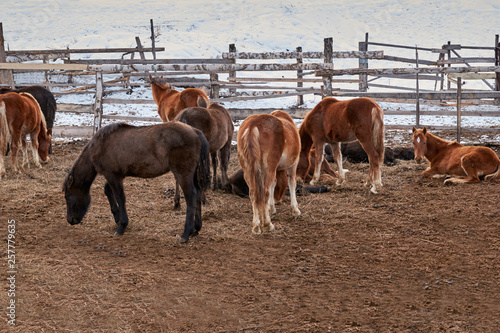 beautiful thoroughbred brown, black, white horses stand and eat hay on a farm field enclosed with a fence in the highlands in winter. farm animals without gmo in nature