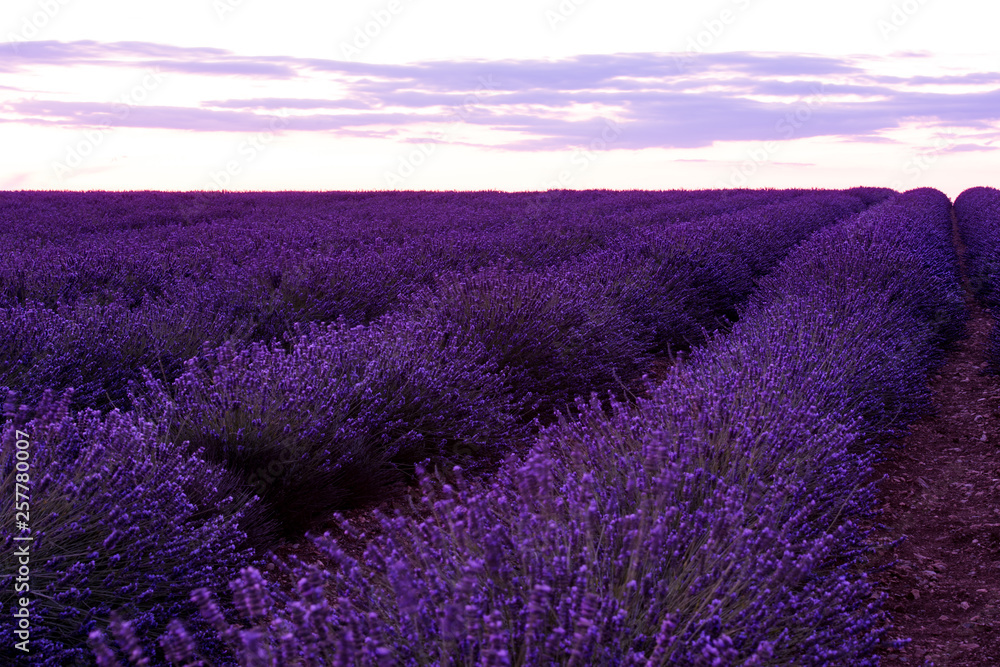 colorful sunset at lavender field