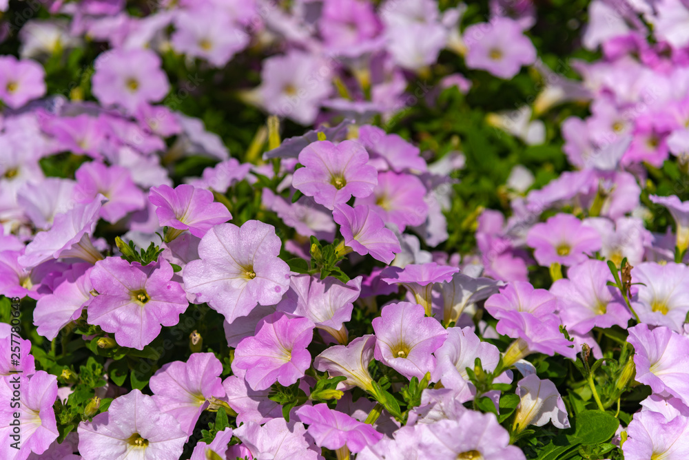 Obraz premium Closeup Petunia flowers (Petunia hybrida) in the garden. Flowerbed with multicoloured petunias in springtime sunny day at Ashikaga Flower Park, Tochigi prefecture, Famous travel destination in Japan