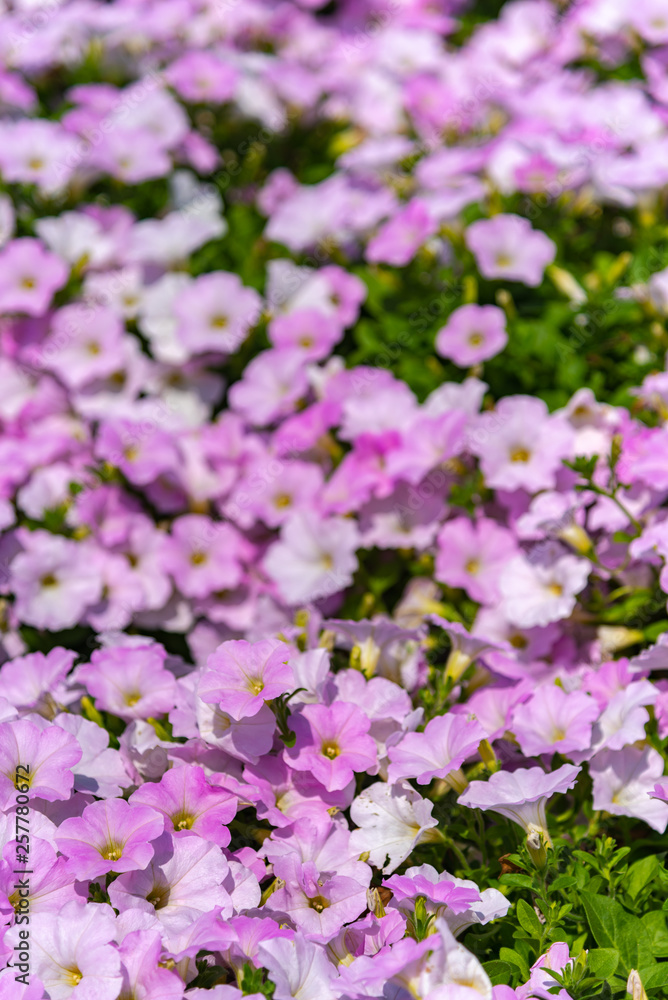 Closeup Petunia flowers (Petunia hybrida) in the garden. Flowerbed with multicoloured petunias in springtime sunny day at Ashikaga Flower Park, Tochigi prefecture, Famous travel destination in Japan