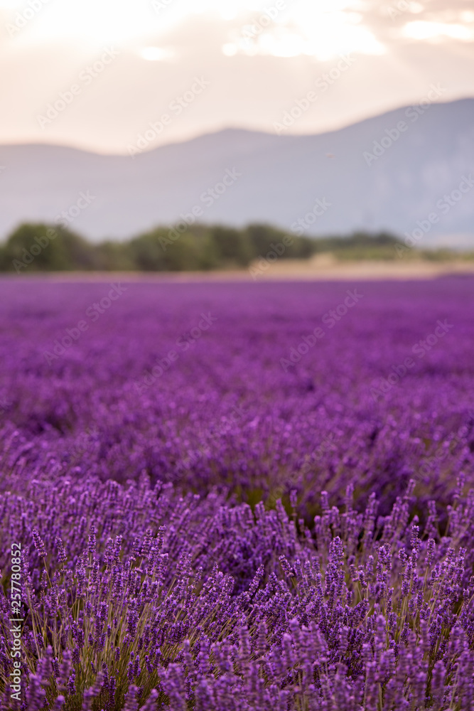 lavender field france lavender field france