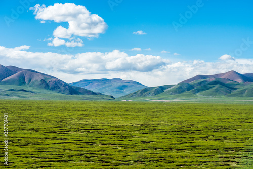 Naqu Qiangtang Plateau Ranch Scenery, Tibet, China photo