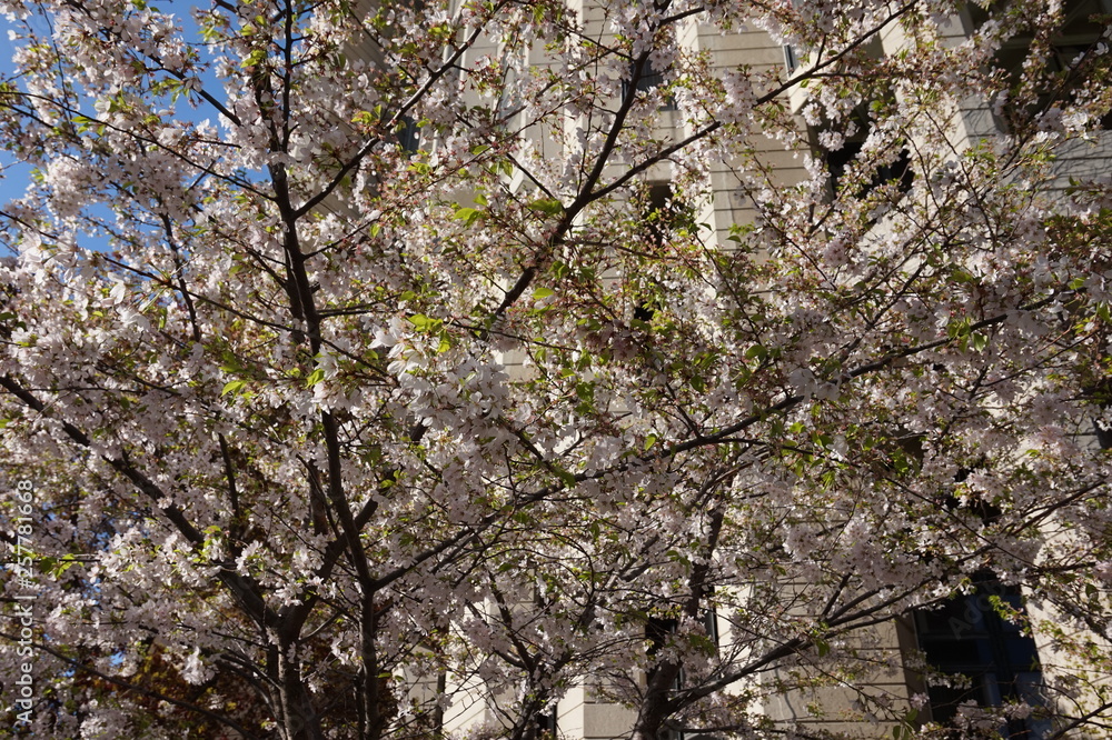 Cherry blossom in toronto canada Cherry blossom in toronto canada