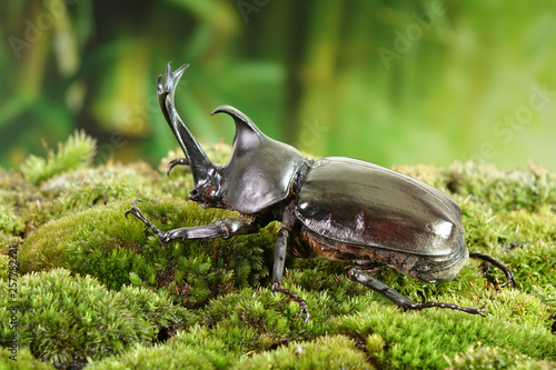 Japanese rhinoceros beetle (Allomyrina dichotoma) or Japanese horn beetle (or Kabutomushi, Kabuto meaning is Japanese's Samurai helmet, and Mushi is Insect) Beetle in bamboo forest. Famous exotic pets photo