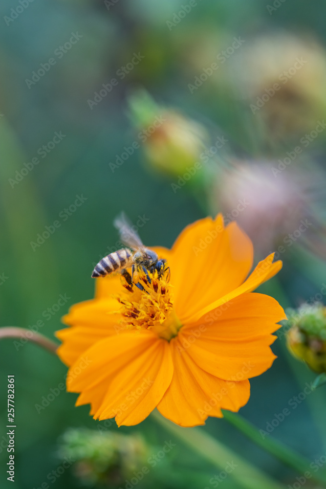 cosmos flower, nature outdoor spring blooming cosmos flower, nature outdoor spring blooming