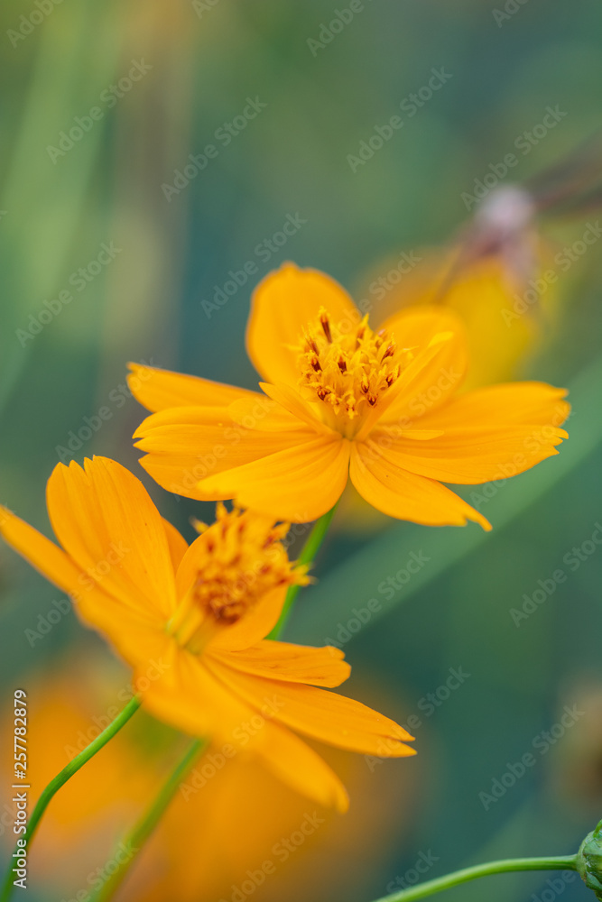 cosmos flower, nature outdoor spring blooming cosmos flower, nature outdoor spring blooming