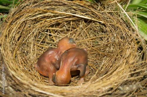 Bird baby in nest