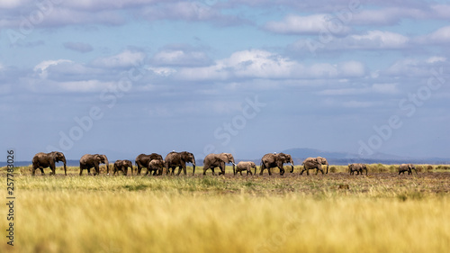 Baby Elephants Leading Herd in Line in Kenya © adogslifephoto