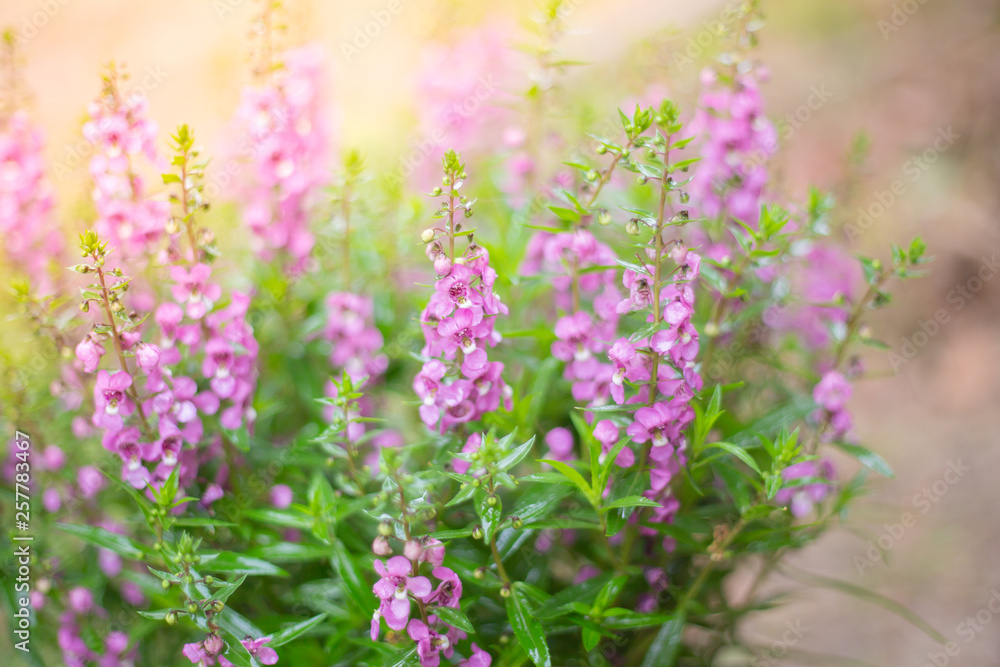 Victoria Blue Salvia plant in garden , Purple flowers bloom , beautiful flora Victoria Blue Salvia plant in garden , Purple flowers bloom , beautiful flora