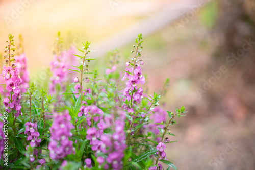 Victoria Blue Salvia plant in garden   Purple flowers bloom   beautiful flora 