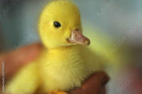 yellow duckling in hand