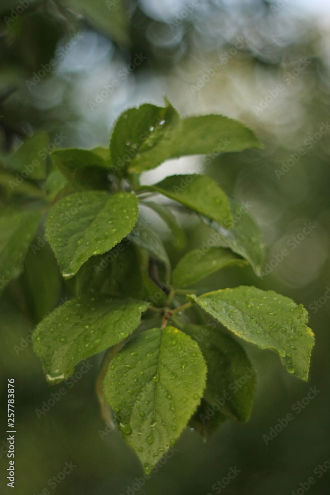 Obraz premium green leaves in the rain