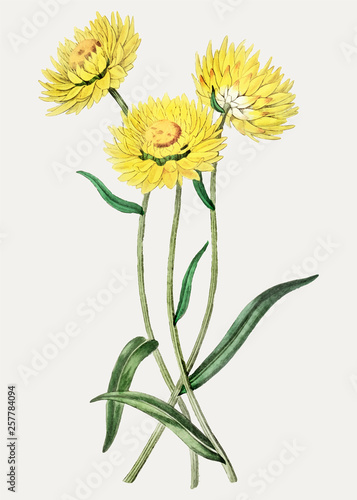 Yellow strawflower photo