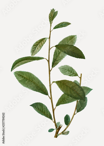 Grey willow branch