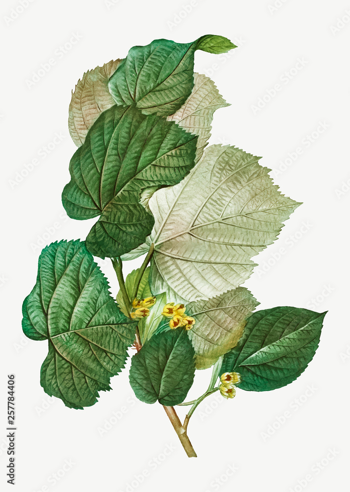 Fototapeta premium Linden tree branch