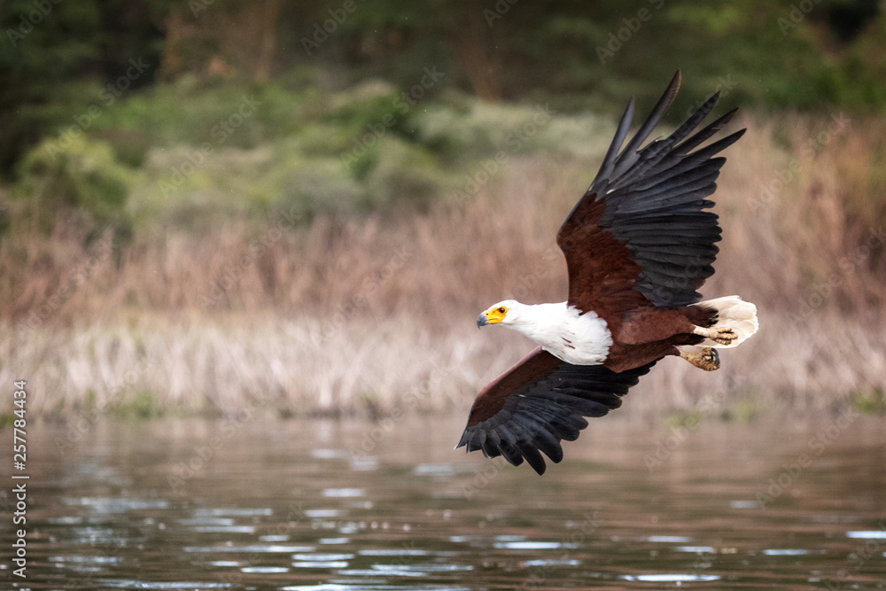 Fish Eagle Soaring Over Lake Naivasha Fish Eagle Soaring Over Lake Naivasha