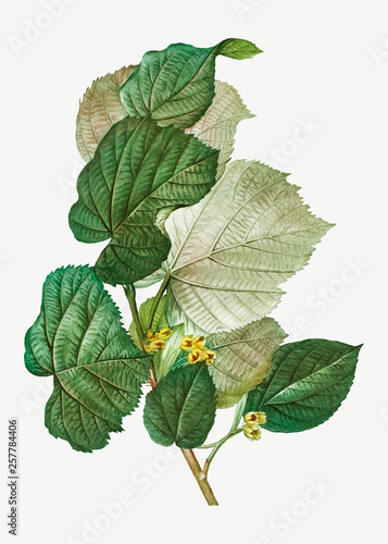 Linden tree branch
