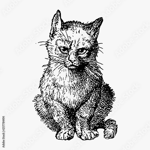 Vintage cats illustration