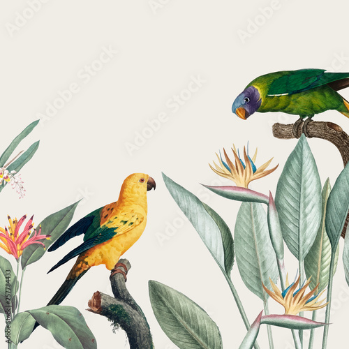 Macaw tropical illustration