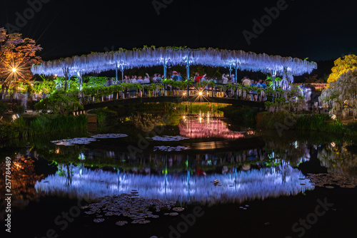 The Great Wisteria Festival in Ashikaga Flower Park. Mysterious beauty when lighted up at night with colorful full blossoming flowers. Famous travel destination photo