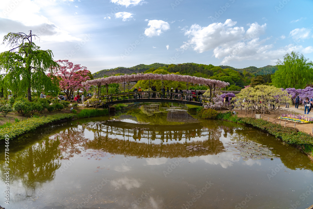 Tochigi prefecture, Japan 16 APR 2018 : Ashikaga Flower Park, Famous travel destination in Japan. Colorful multiple kind of flowers blooming in springtime.