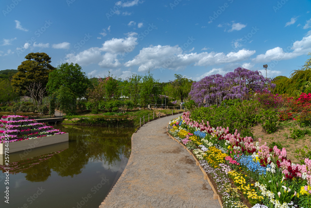 Naklejka premium View of full bloom colorful multiple kind of flowers in springtime sunny day at Ashikaga Flower Park, Tochigi prefecture, Famous travel destination in Japan