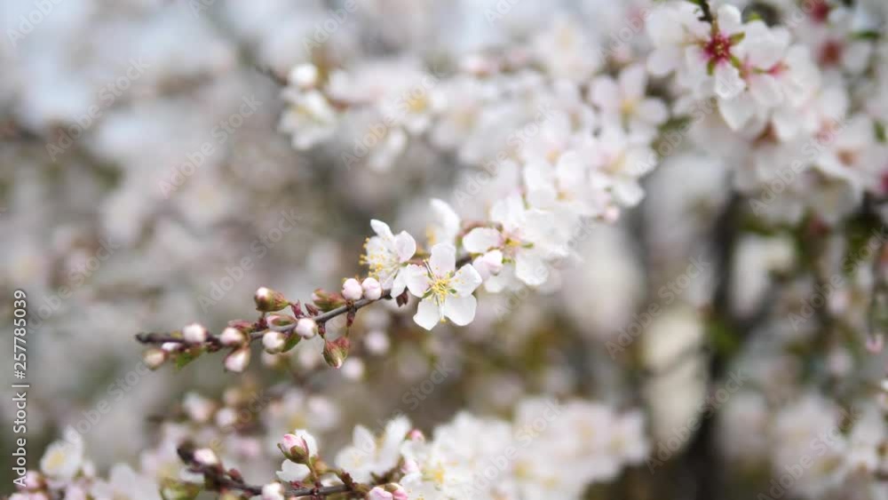 Flowers in spring series: Blossoms of Japanese bush cherry flowers in small clusters in breeze, close up view, 4K movie, slow motion. Flowers in spring series: Blossoms of Japanese bush cherry flowers in small clusters in breeze, close up view, 4K movie, slow motion.