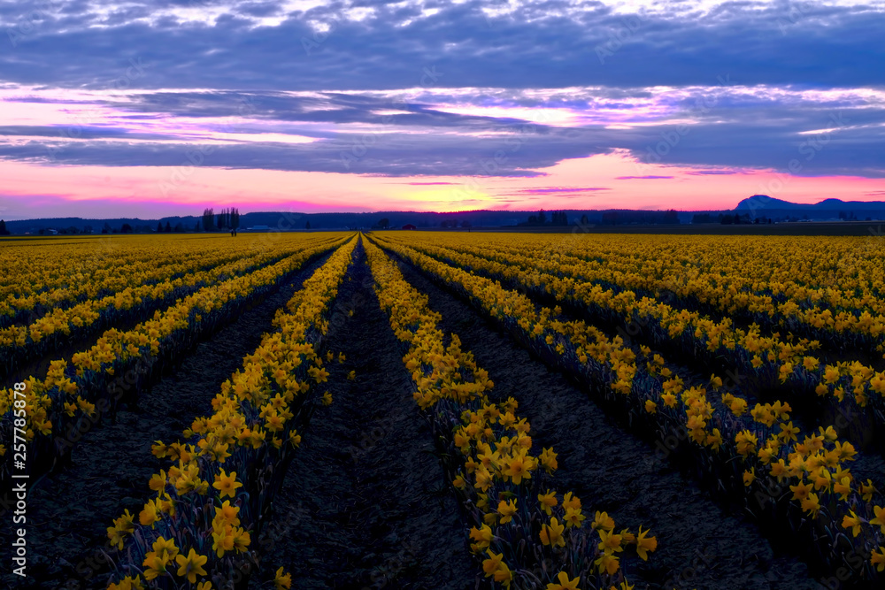 Daffodil fields in bloom near Seattle. Skagit Valley Tulip Festival. Mount Vernon. WA. USA