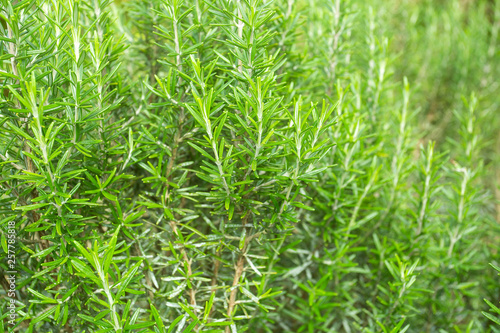 Fresh and medicinal rosemary - Rosmarinus officinalis