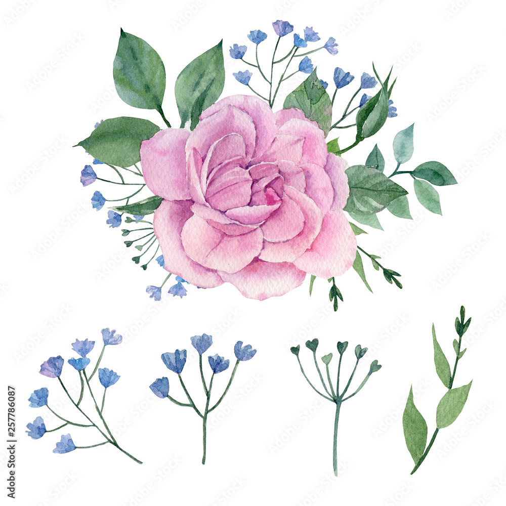 Set watercolor elements of roses. Collection garden pink flowers ...
