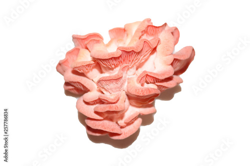 pink oyster mushroom photo