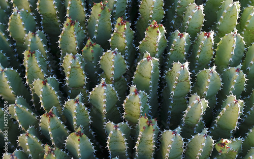 Resin spurge (Euphorbia resinifera), cactus background from Tucson, Arizona. photo