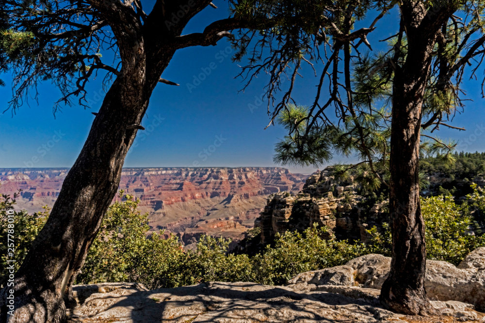Trees growing on the rim of the Grand Canyon.