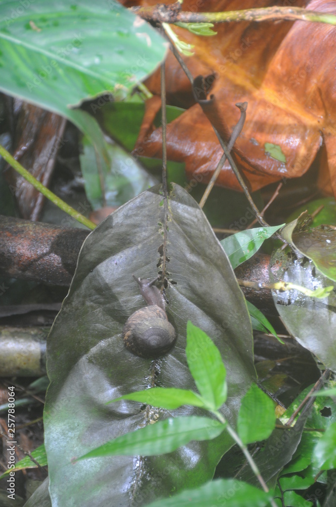 Fototapeta premium Snail on plant