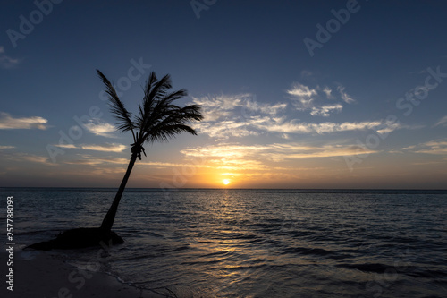 Single palm tree on a beach in the caribbean at sunrise