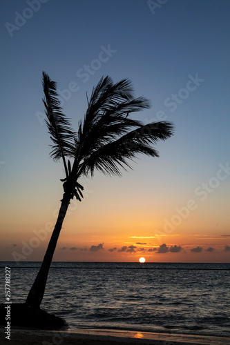 Lone palm tree on caribbean beach at sunrise