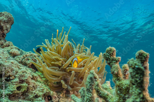 Clownfish in the Red Sea Colorful and beautiful  Eilat Israel