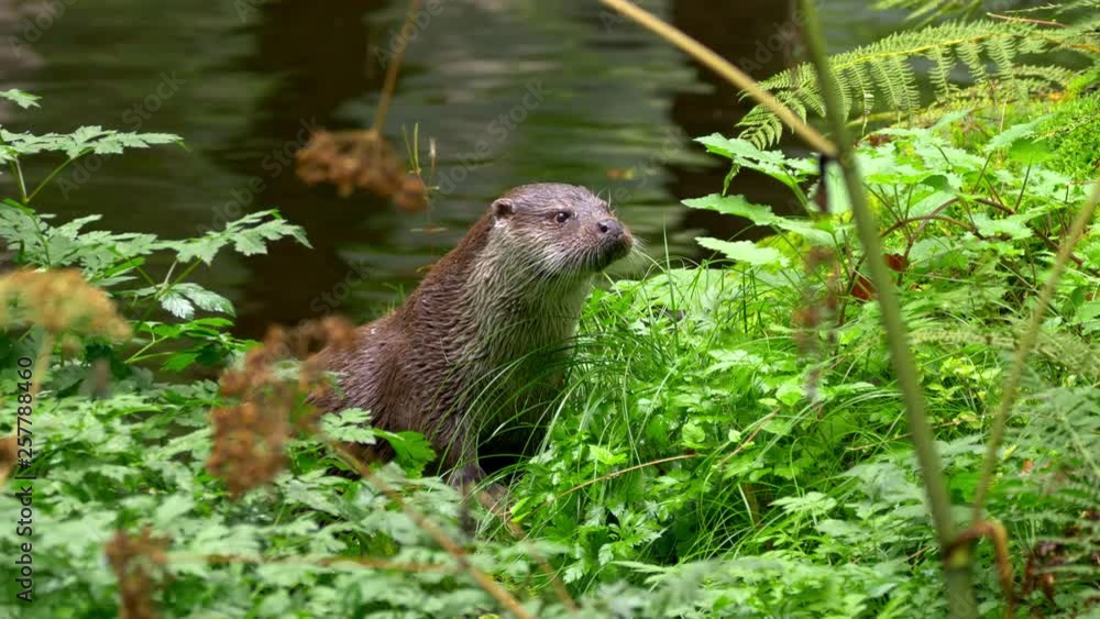 Eurasian otter (Lutra lutra) calling for mate Eurasian otter (Lutra lutra) calling for mate