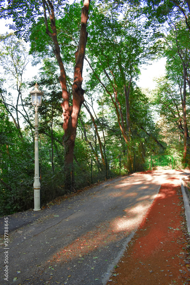 Fototapeta premium Forest road in a green foggy forest with sun rays in background.