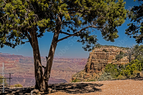 Trees growing on the rim of the Grand Canyon.